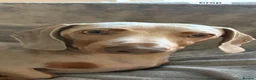 Miniature Dachshund dogs for stud: Dash the Isabella tan mini dachshund. - Advert 5