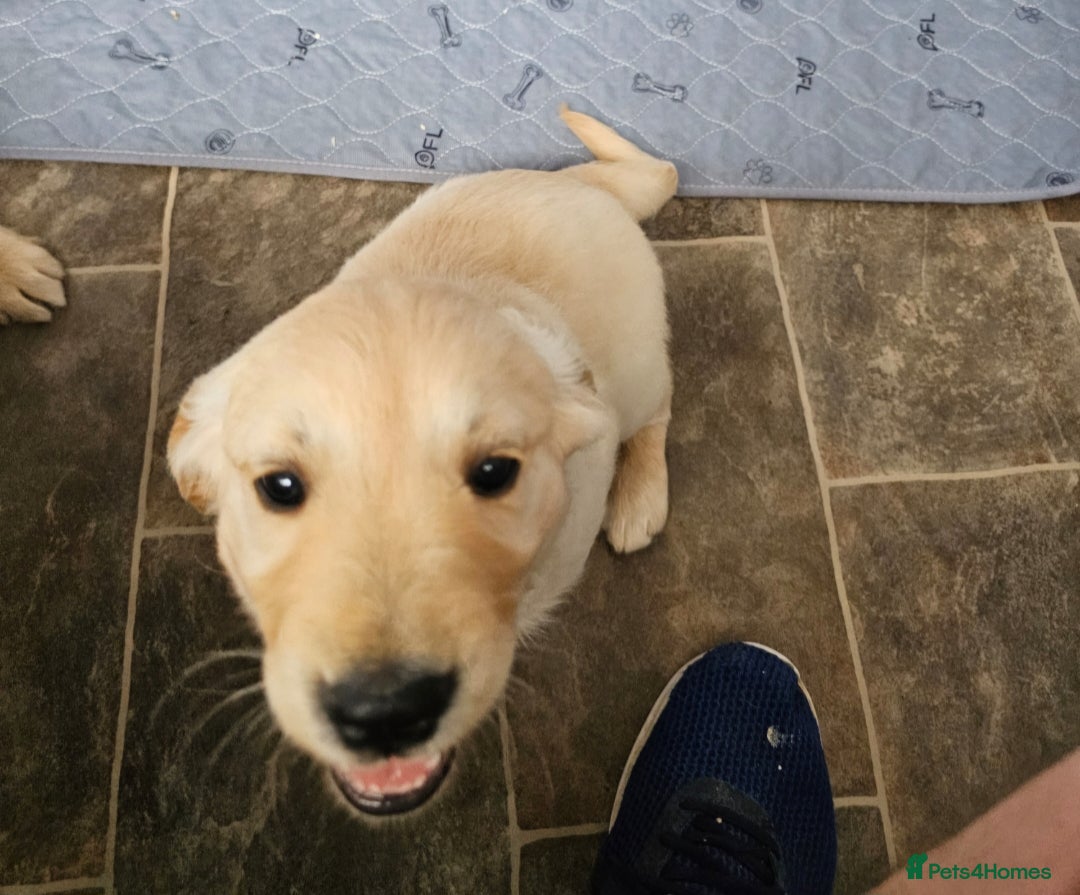 Golden Retriever dogs for sale: Ready to leave KC registered golden retriever - Image 17