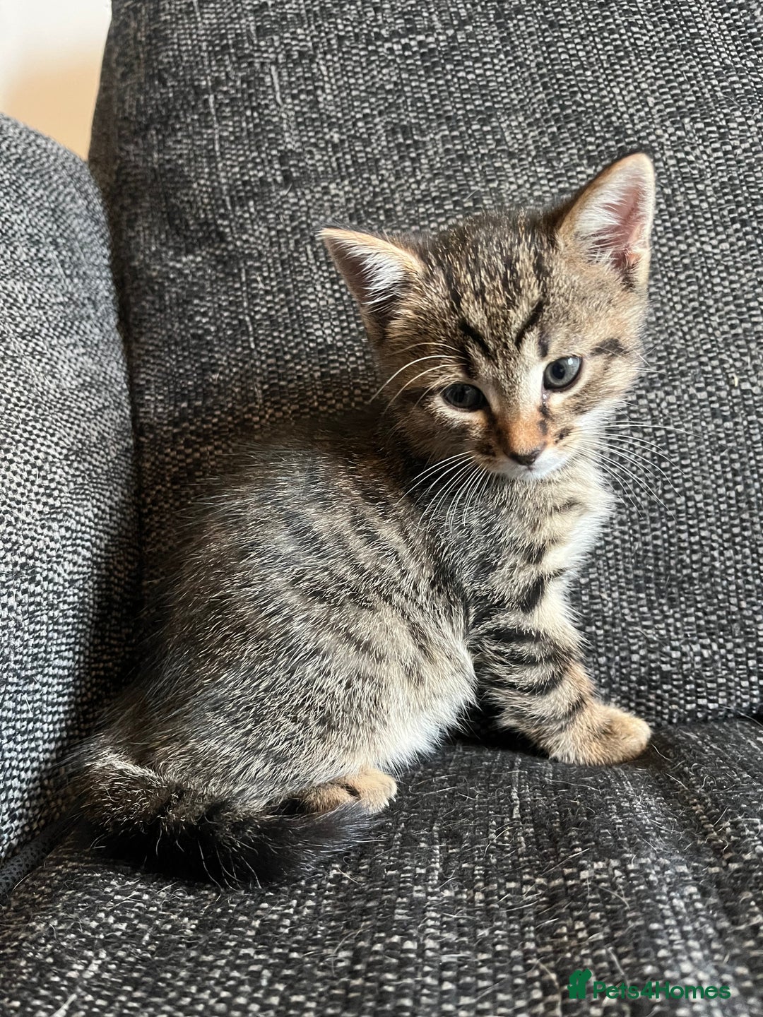 Domestic Shorthair cats for sale: 1 Gorgeous baby male Tiger left  - Image 9
