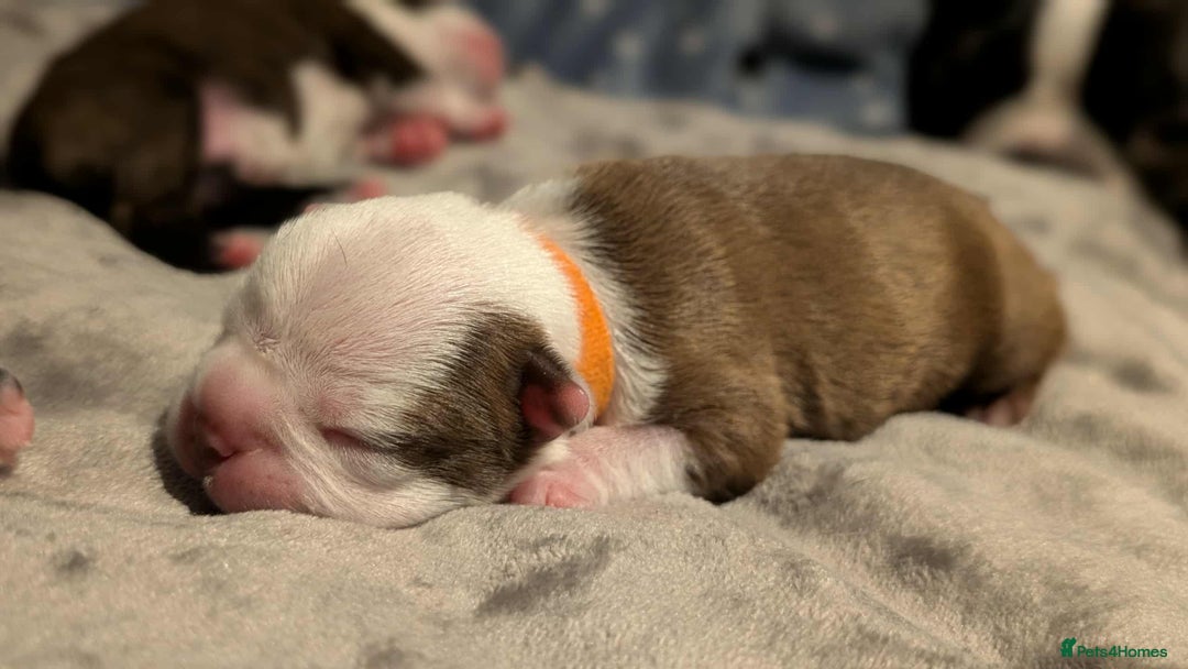 Boston Terrier dogs for sale: Boston terrier puppies  - Advert 3