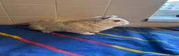 Mixed Breed rabbits for sale: Boy rabbits for sale - Advert 3