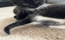 British Shorthair cats for sale: kittens shorthair mix breed in Shifnal - Image 8