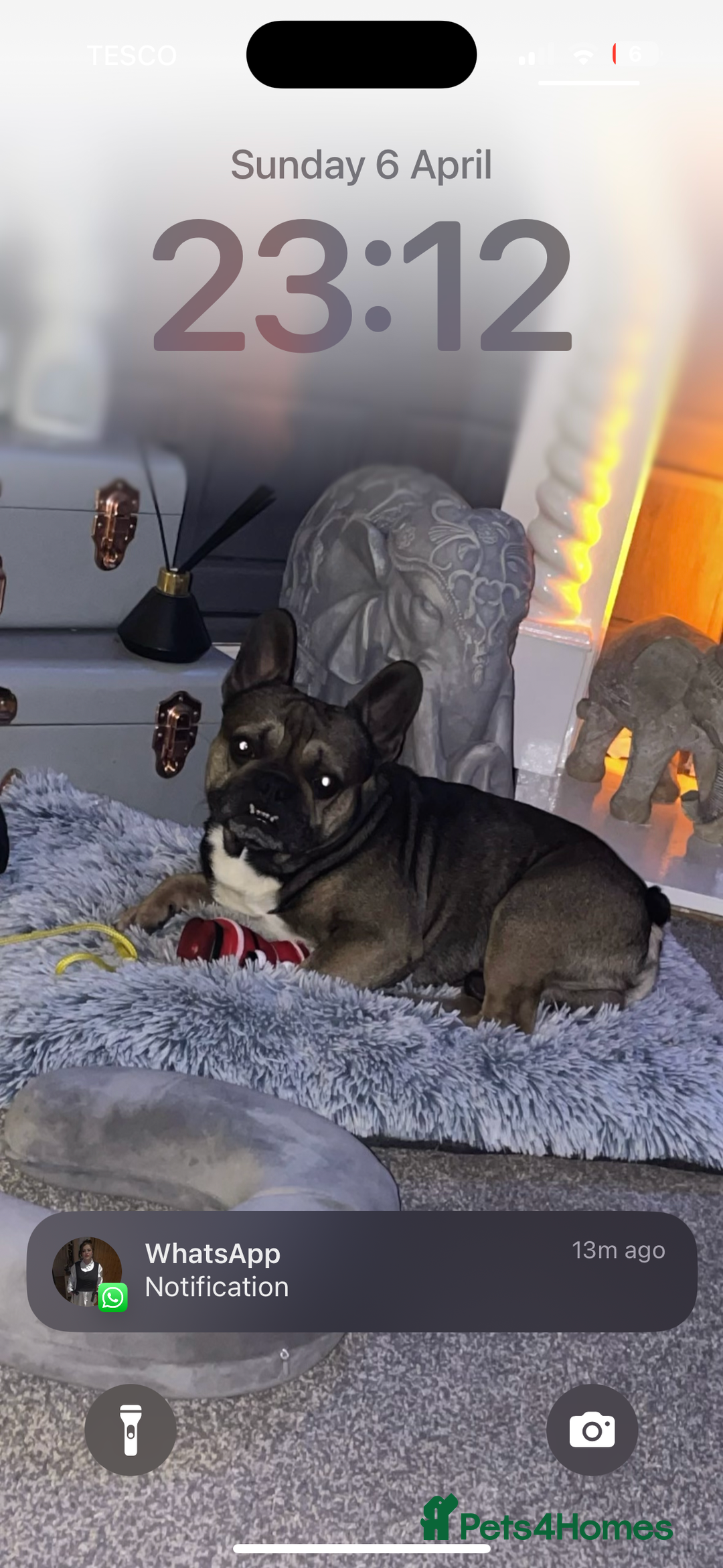 French Bulldog dogs for stud: Stud  - Image 2