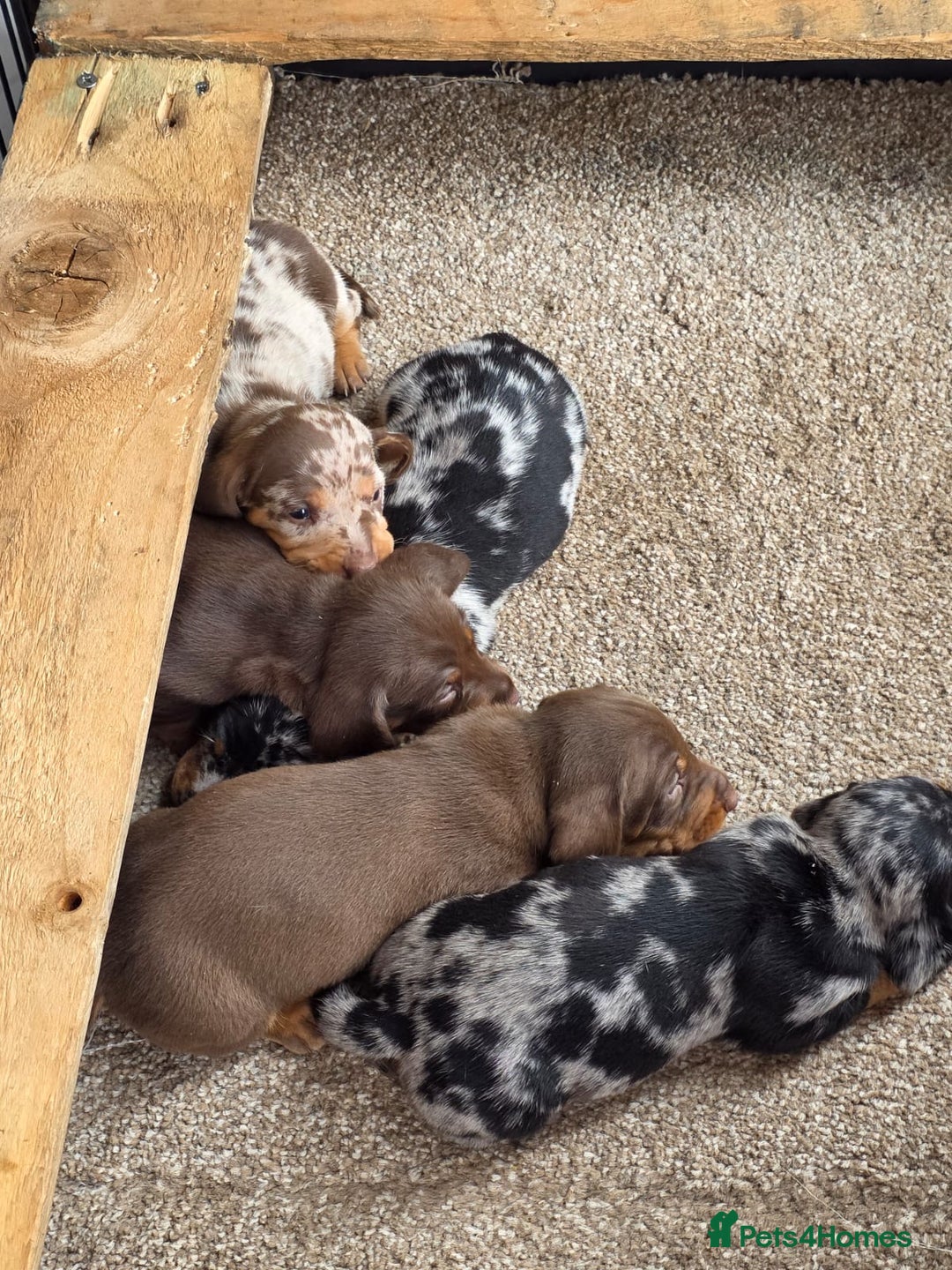 Miniature Dachshund dogs for sale: Beautiful miniature dachshund puppies - Image 9