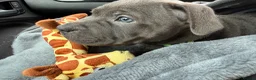 Staffordshire Bull Terrier dogs for sale: Blue Staffy - 7 months old in Bury Saint Edmunds - Advert 12