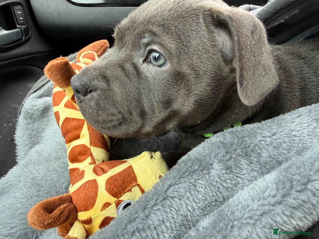 Staffordshire Bull Terrier dogs for sale: Blue Staffy - 7 months old in Bury Saint Edmunds - Advert 12