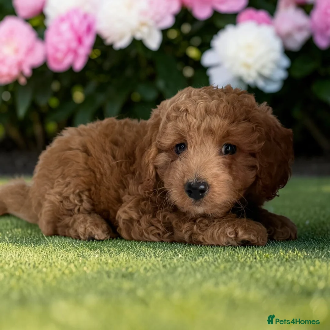 Cockapoo dogs for sale: Beautiful F1 pups from health tested parents in Marlborough - Advert 2