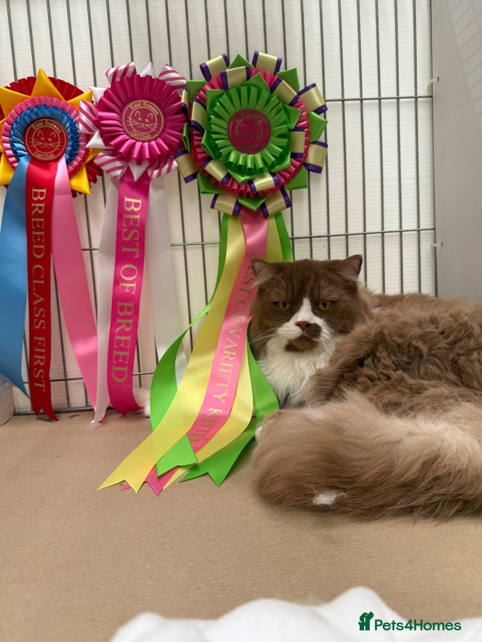 British Longhair cats Champion line BLH stud - Advert 5