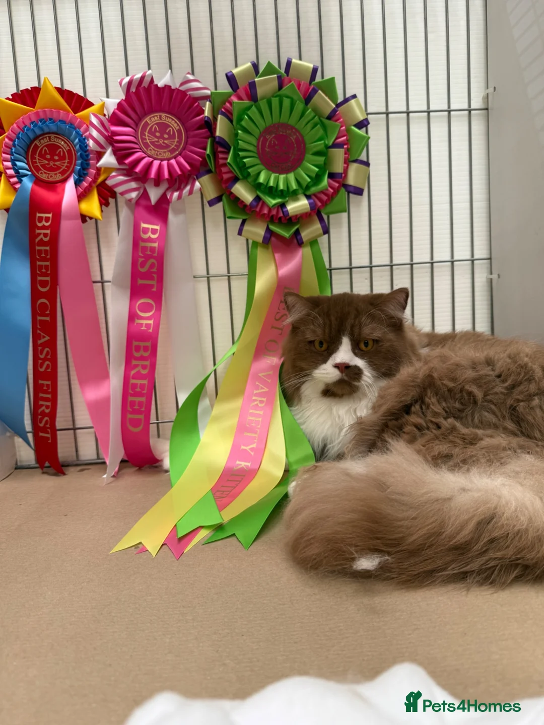 British Longhair cats for stud: Champion line BLH stud - Advert 1