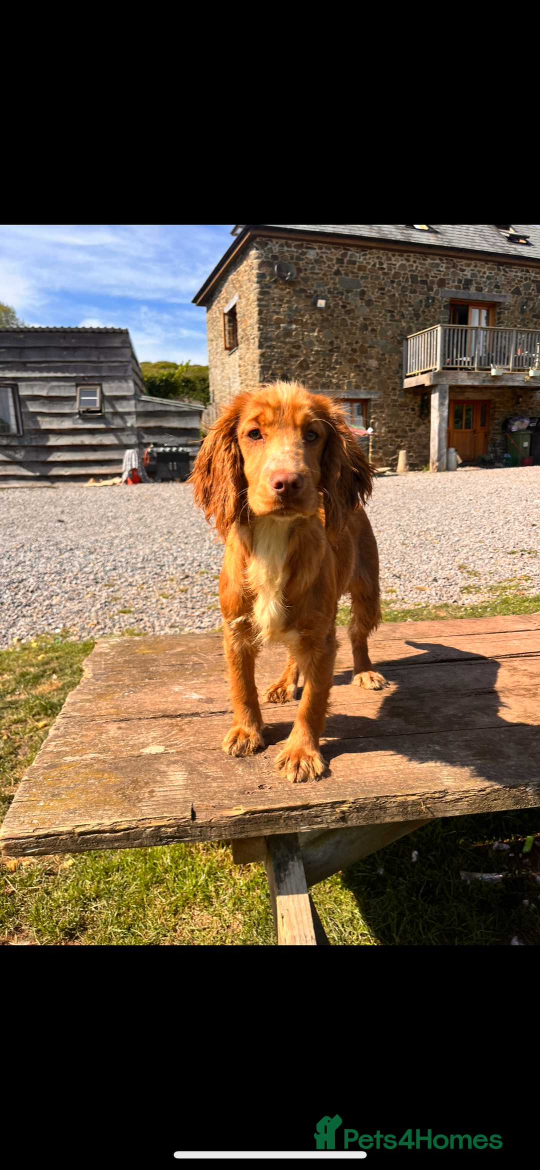 Cocker Spaniel dogs for sale: 8 month old KC working cocker spaniel  - Image 4