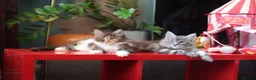 Maine Coon cats for sale: Maine Coon Kittens - Silver Tabby & Calico - Advert 6