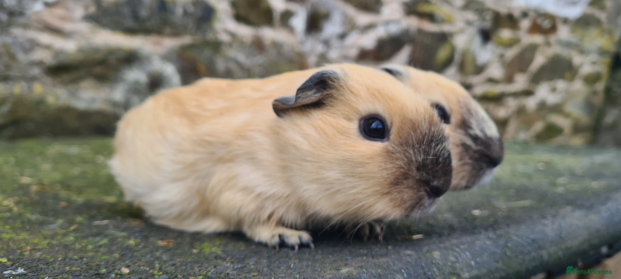Guinea Pig rodents Californian guinea pigs - Advert 9