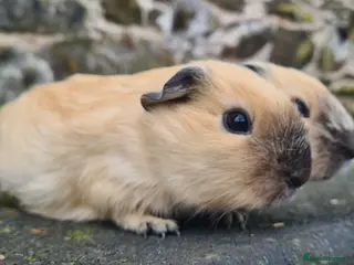 Guinea Pig rodents Californian guinea pigs - Advert 9