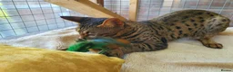 Savannah cats for sale: F4 Savannah Girl TICA - Advert 4