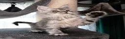 Maine Coon cats for sale: STUNNING PEDIGREE MAINE COON KITTENS - Advert 10