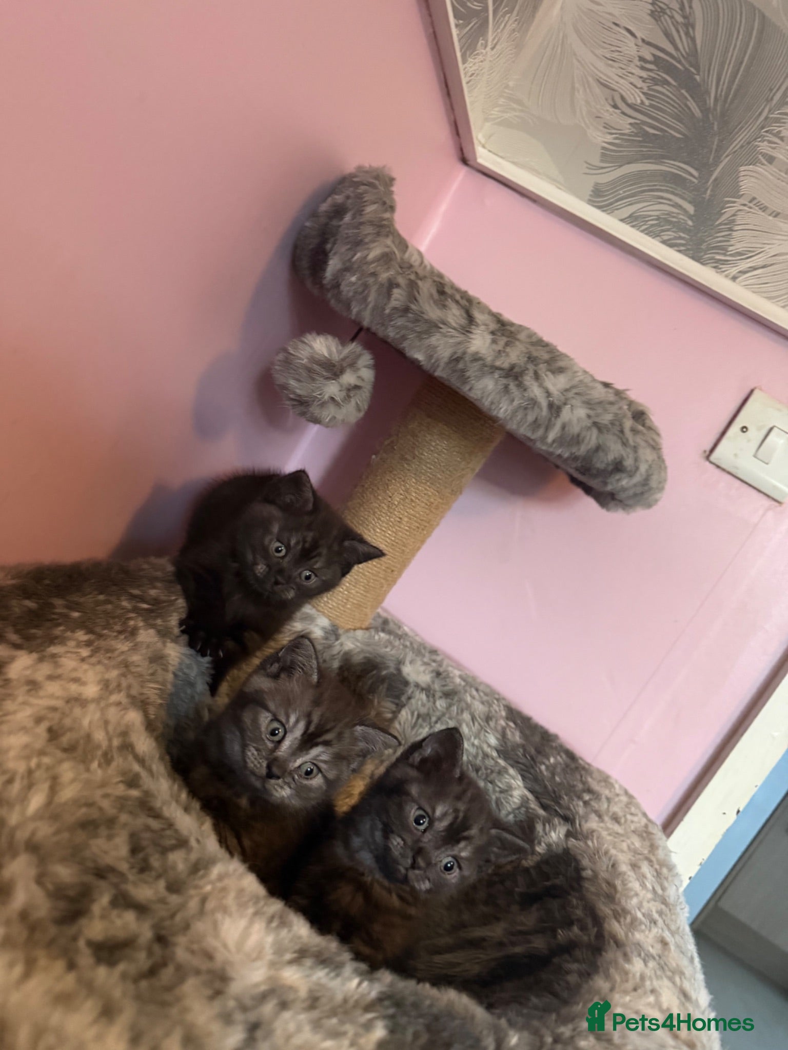 Mixed Breed cats British shorthair kittens (mixed breed) - Advert 7