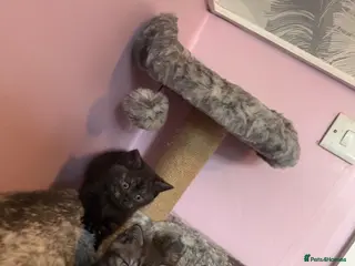 Mixed Breed cats British shorthair kittens (mixed breed) - Advert 7