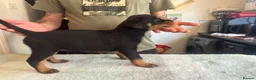 Rottweiler dogs for sale: 14 Gorgeous Rottweiler puppies for sale - Advert 14
