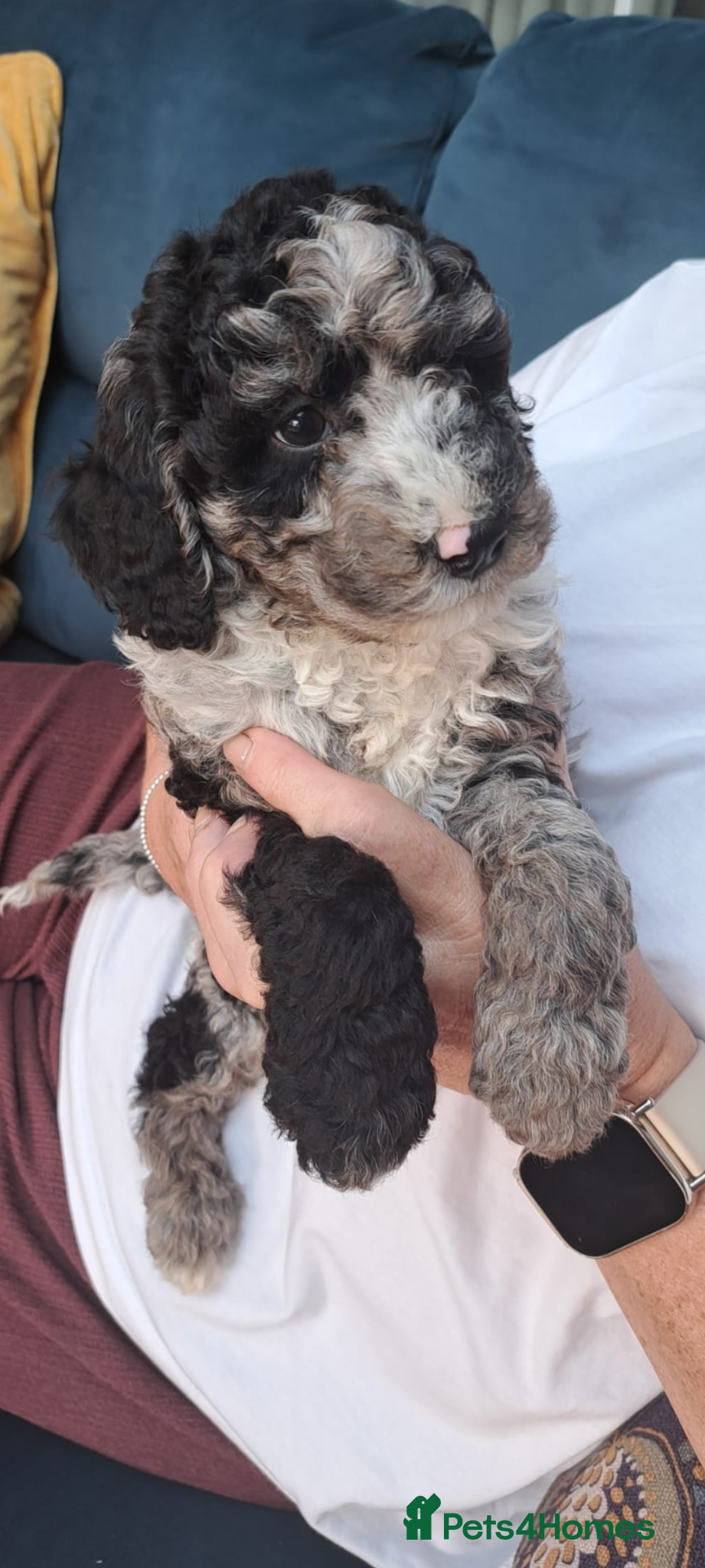 Miniature Poodle dogs for sale: Miniature Poodle Puppies (Blue Merl & Black) - Advert 5