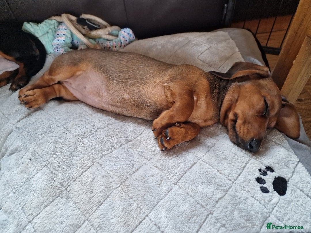 Dachshund dogs for sale: Champion sired, show quality miniature, ready now. - Image 24