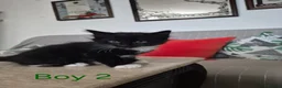 Norwegian Forest Cat cats for sale: Gorgeous Norwegian Forest kittens - Advert 10