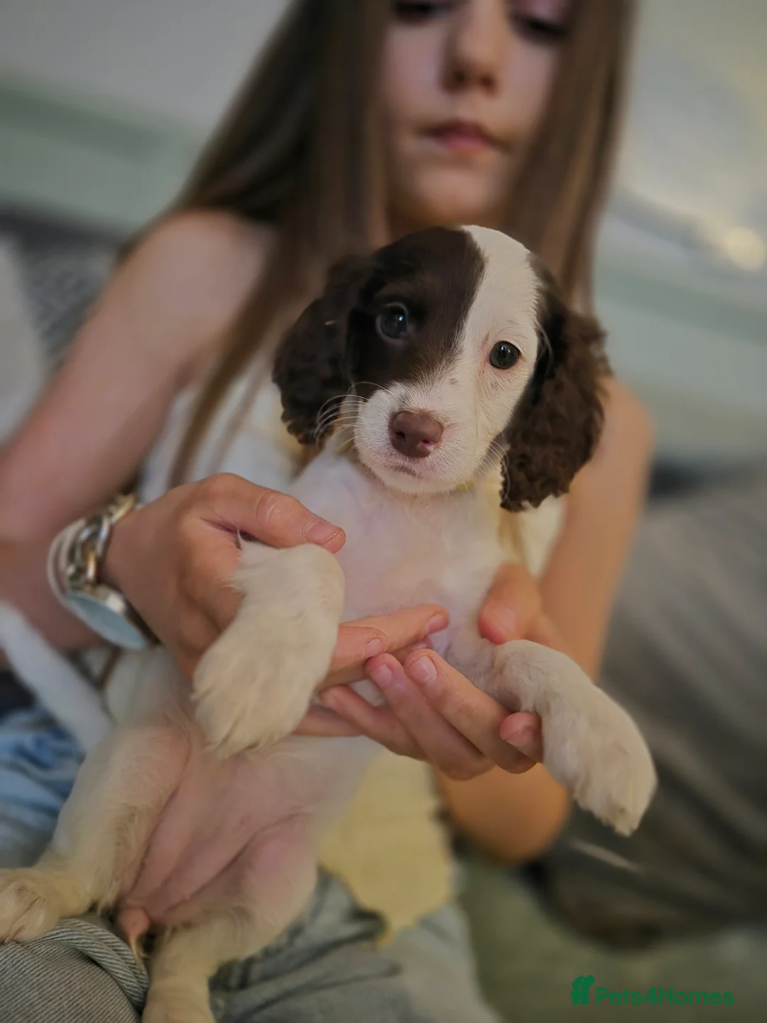 Cockapoo dogs for sale: F2 generation cockerpoo puppys  - Advert 12