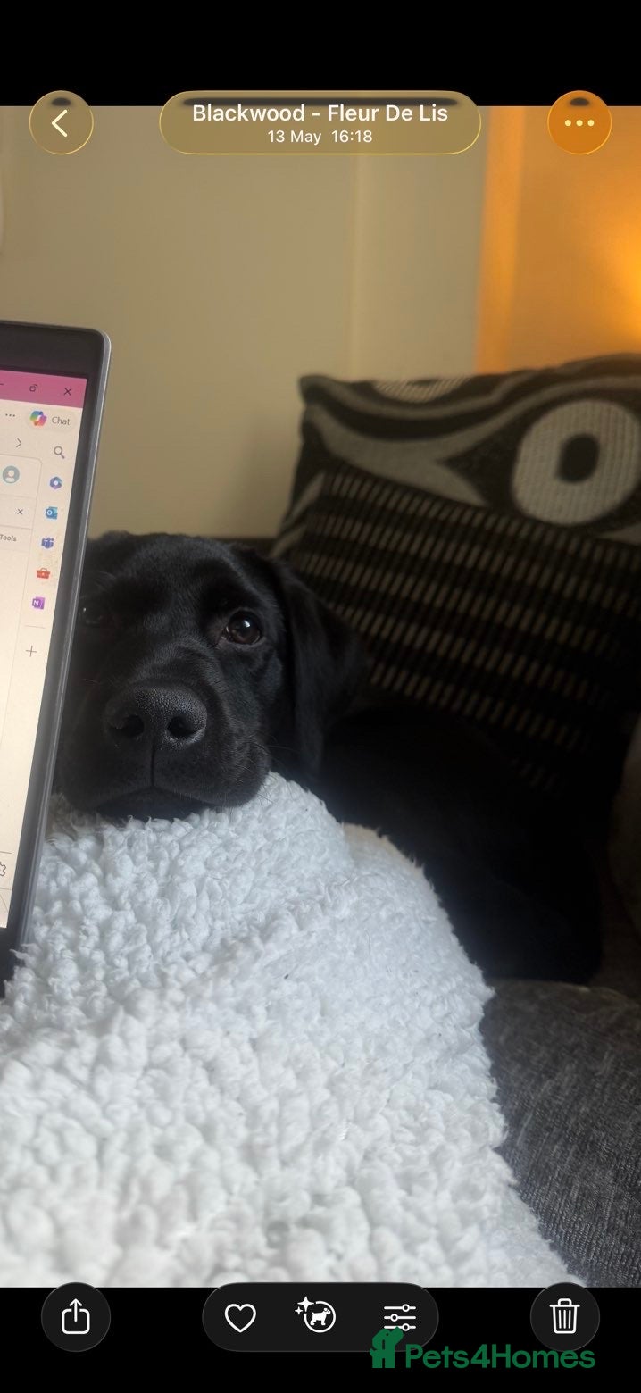 Labrador Retriever dogs for sale: Black Labrador puppy - Advert 4