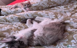 Ragdoll cats for sale: Ragdoll x tortoise shell kittens - Image 12