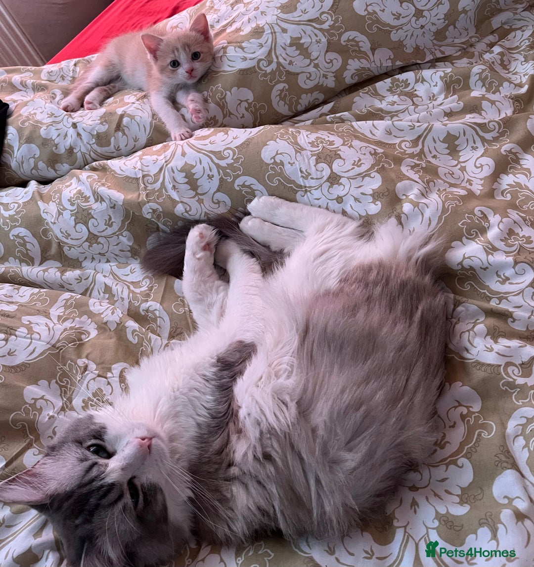 Ragdoll cats for sale: Ragdoll x tortoise shell kittens - Image 12