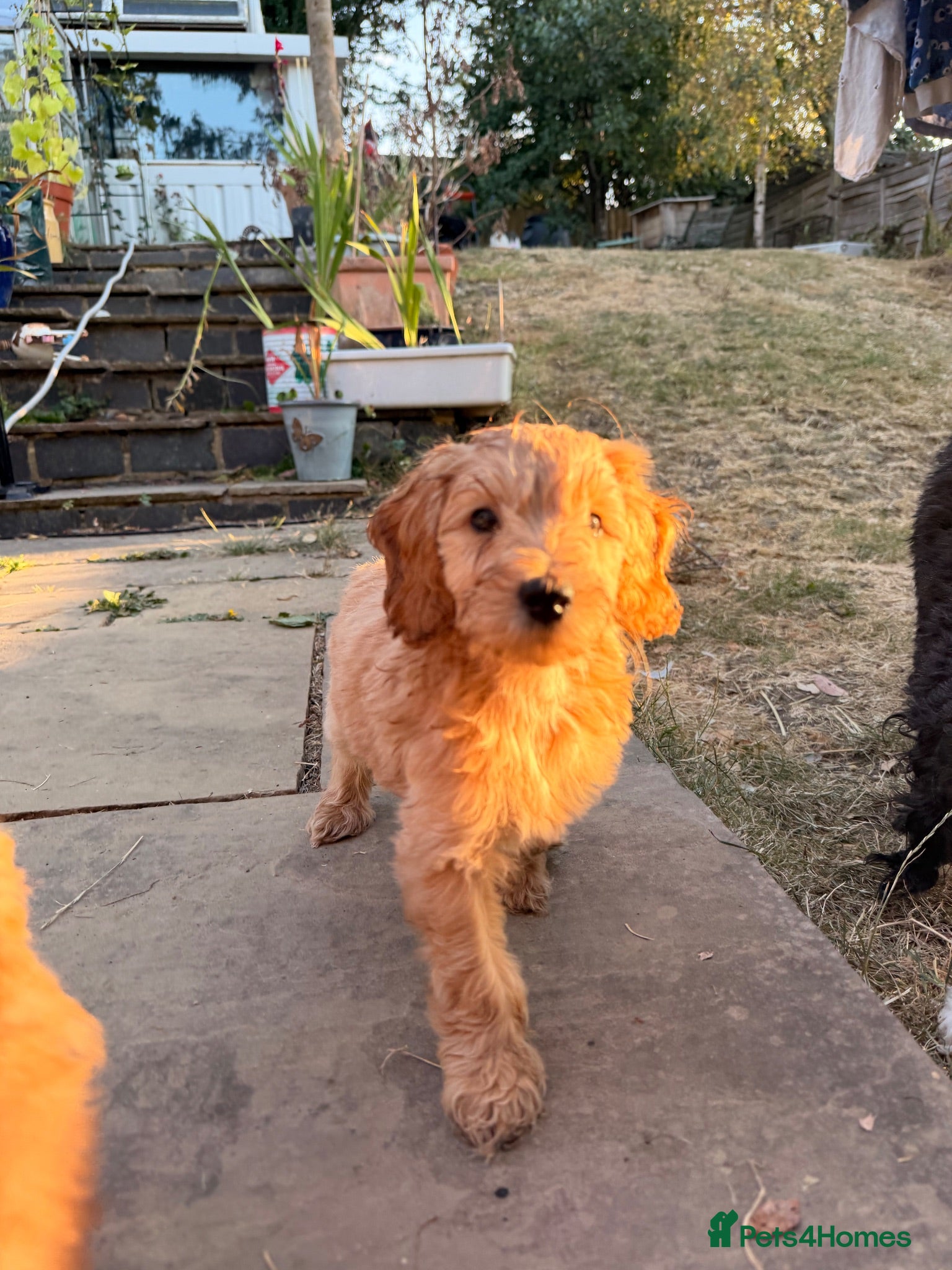 Australian Labradoodle dogs Only 1 remaining Australian labradoodle puppies - Advert 2
