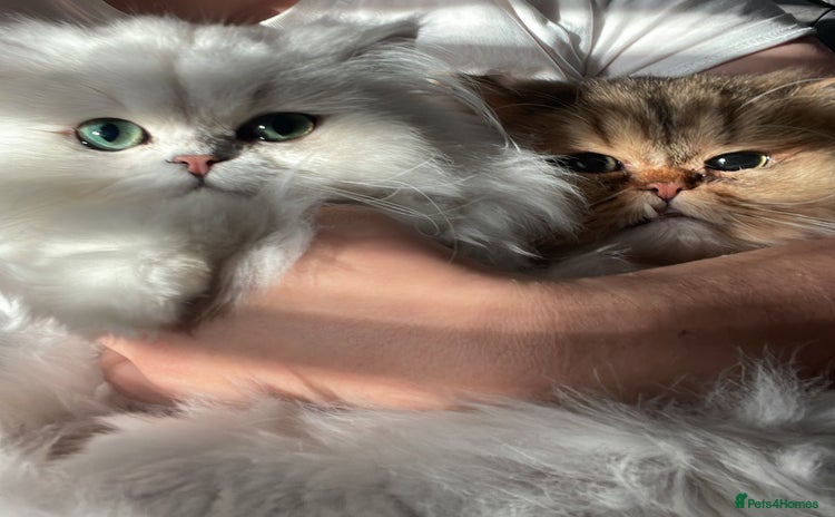 Persian cats - Advert 1