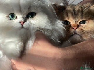 Persian cats - Advert 12