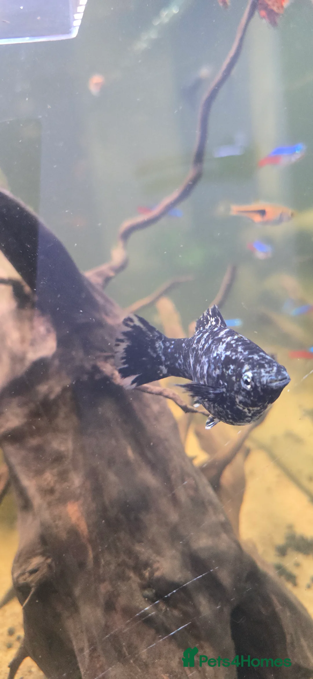 Mollies fish for sale: Dalmatian Mollies - Advert 4