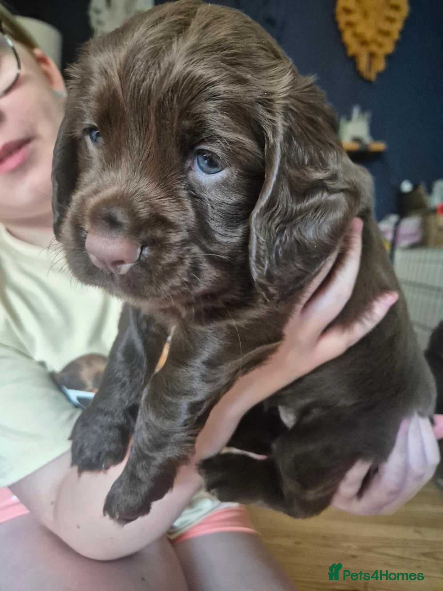 Cocker Spaniel dogs Chocolate Working Cocker Spaniel Puppies For Sale - Advert 1