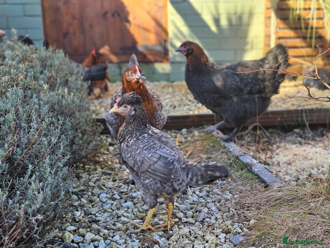 Chickens poultry for sale: Seramas and large fowl - Advert 8