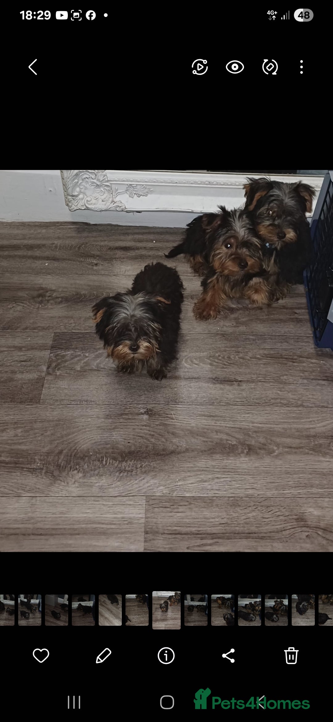 Yorkshire Terrier dogs for sale: 5 beautiful yorkshire terrier puppies for sale - Advert 4