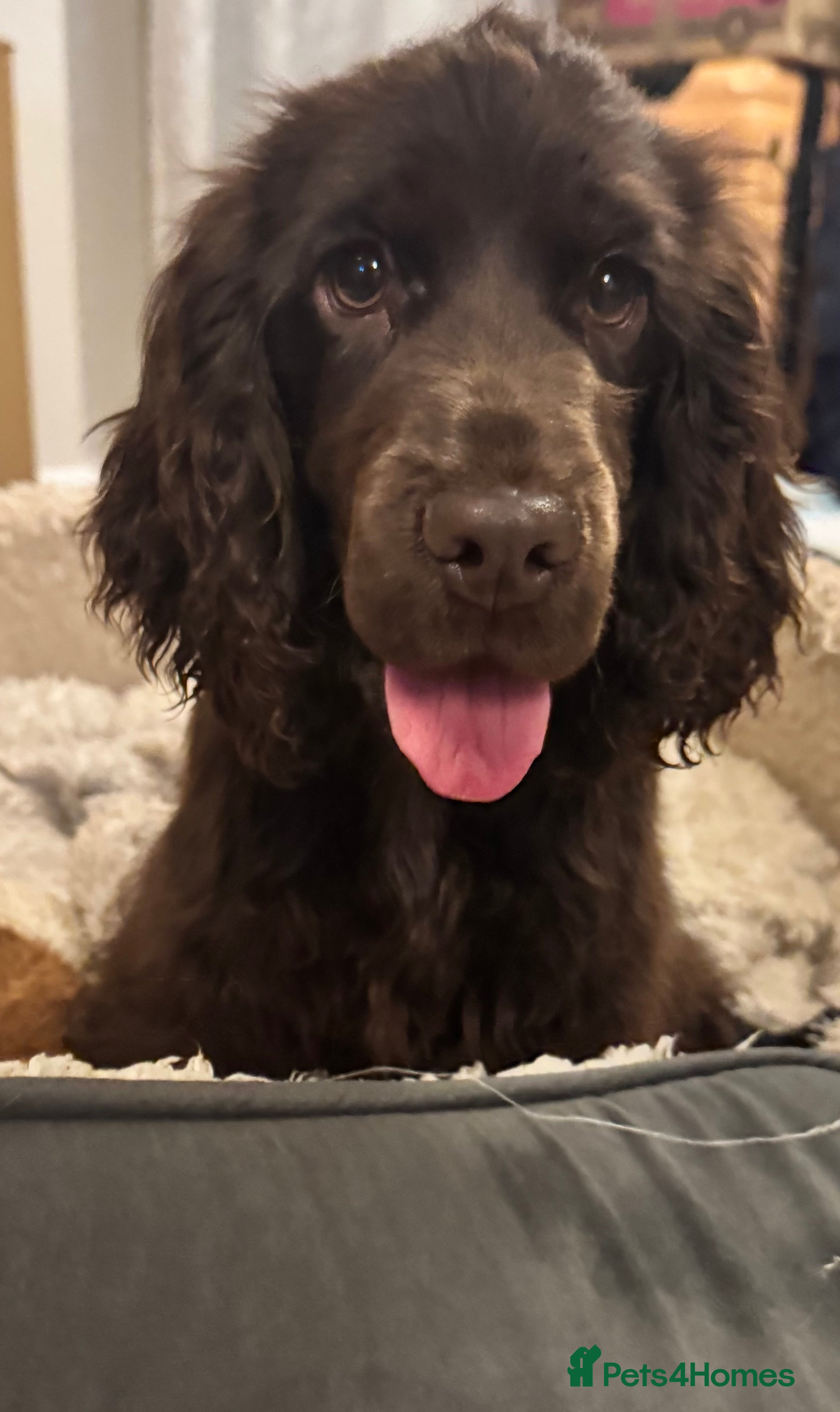 Cocker Spaniel dogs Chocolate show cocker  - Advert 6