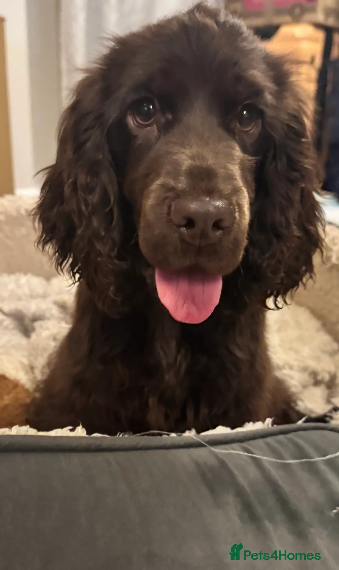 Cocker Spaniel dogs for sale: Chocolate show cocker  - Advert 1