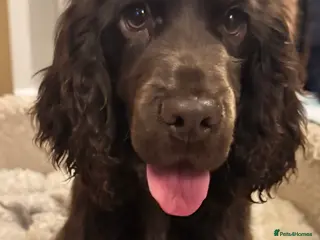 Cocker Spaniel dogs Chocolate show cocker - Advert 6