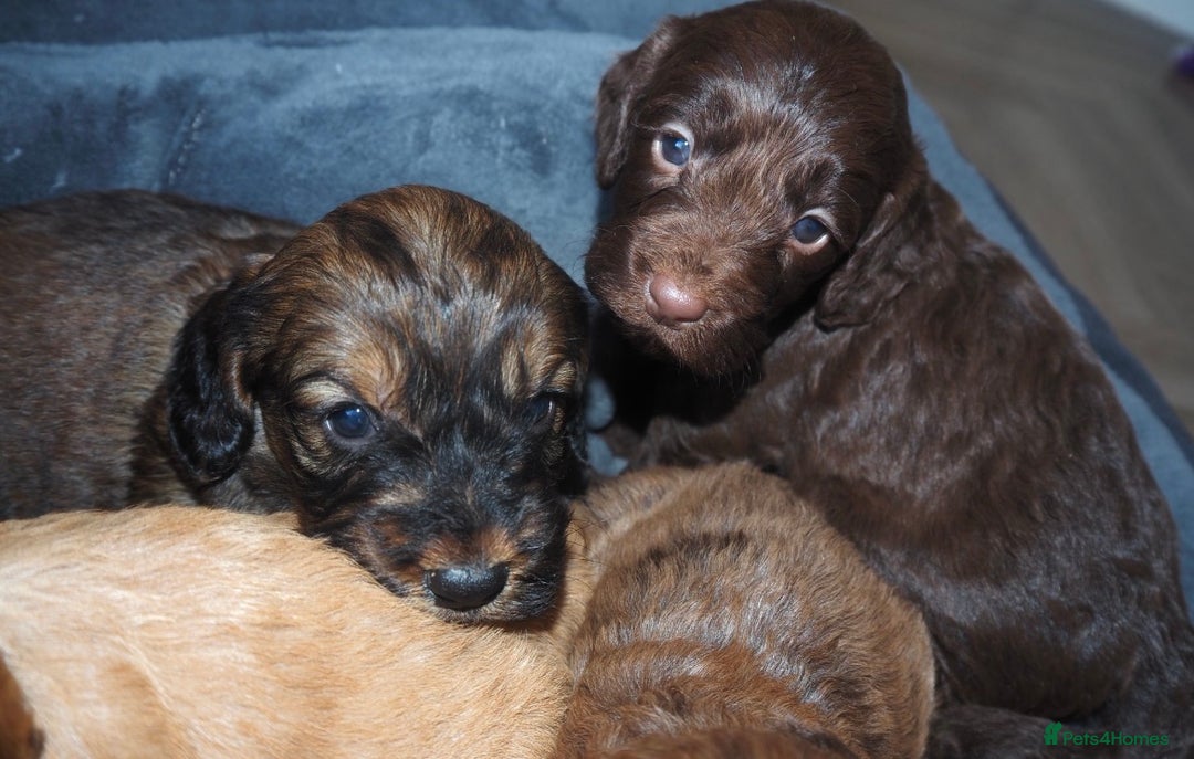 Cockapoo dogs for sale: Gorgeous cockerpoo  puppies for sale  - Image 5
