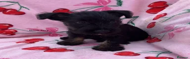 Mixed Breed 1