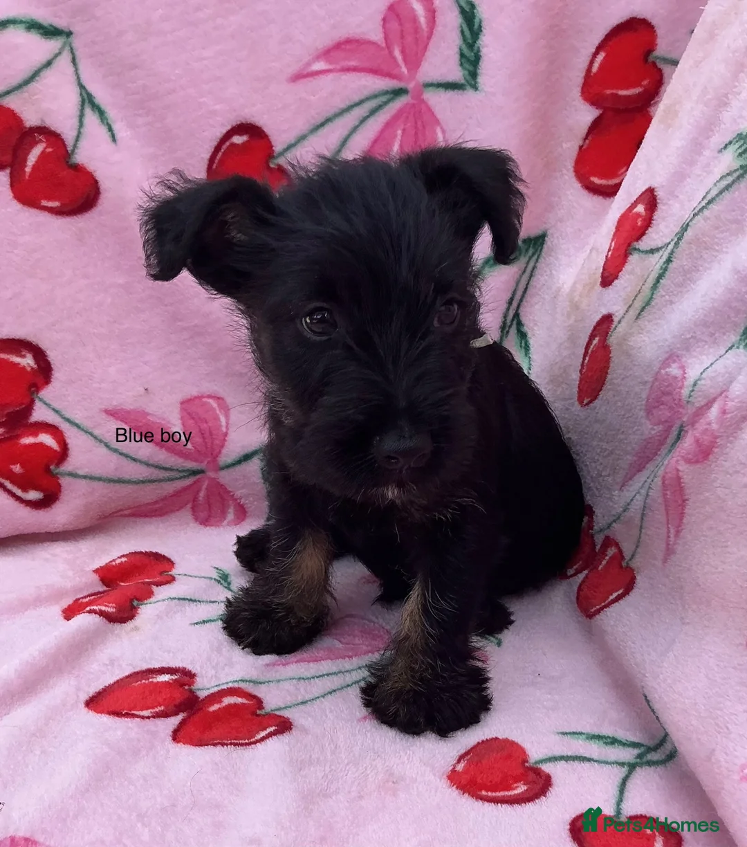 Mixed Breed dogs for sale: Scottish terrier x miniature schnauzer  in Huntingdon - Advert 9
