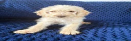 Labradoodle dogs for sale: Ready Now! Beautiful F1b Labradoodles  - Advert 4