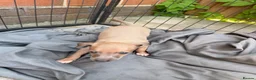 Italian Greyhound dogs for sale: Reduced! 2 Italian grey hounds boys available  - Advert 19