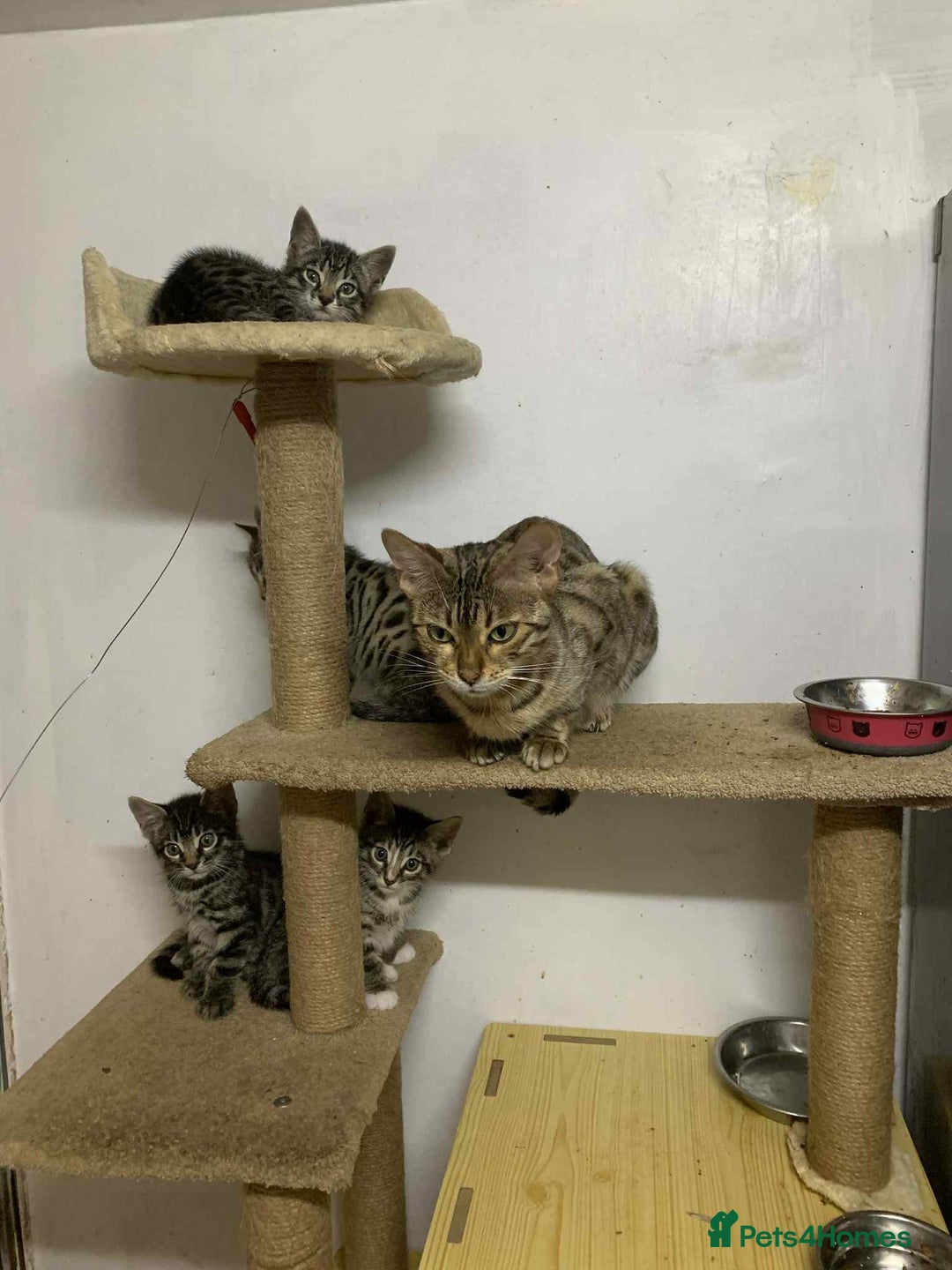 Bengal cats for sale: BEAUTIFUL HALF BENGAL KITTENS - Image 13