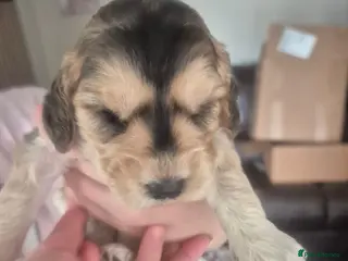 Cockapoo dogs Beautiful Cockapoo Puppies - Advert 1