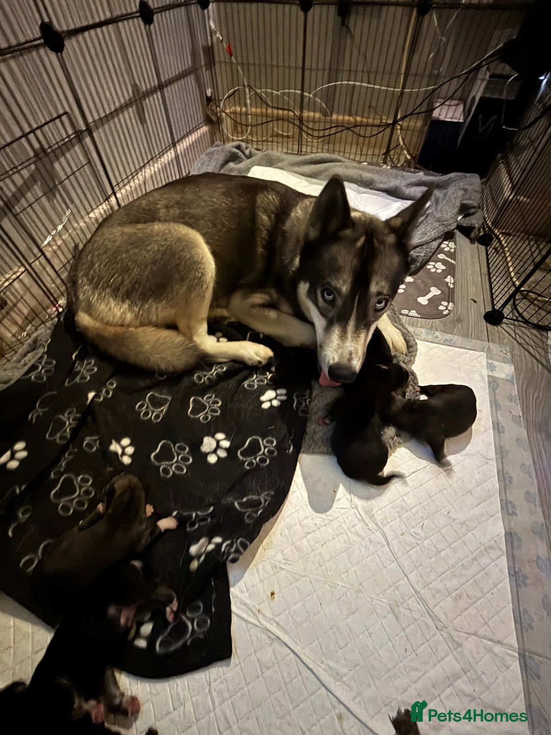 Shepsky dogs for sale: Siberian husky hybrid pups - Image 23