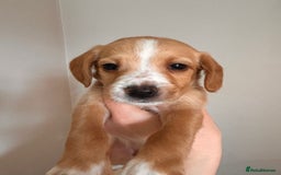 Cockerdor dogs for sale: 7 cockerdor puppies  - Image 9