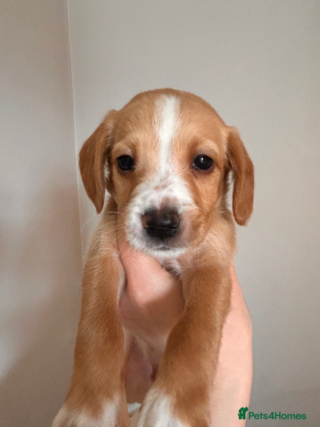 Cockerdor dogs for sale: 7 cockerdor puppies  - Image 9