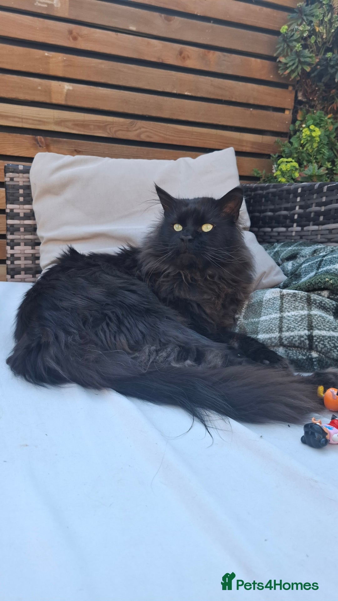 Maine Coon cats for stud: Black Maine Coon male for stud - Image 1